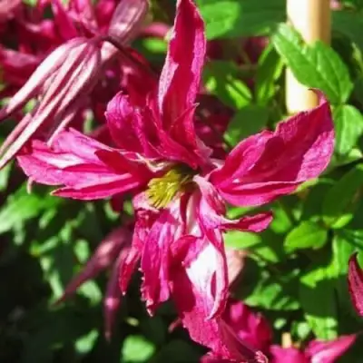 Клематис РОЗАЛИН в Солигорске