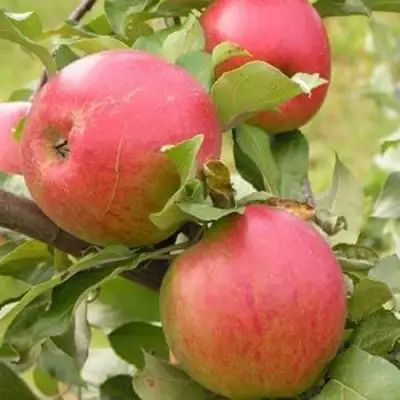 Яблоня АУКСИС в Солигорске