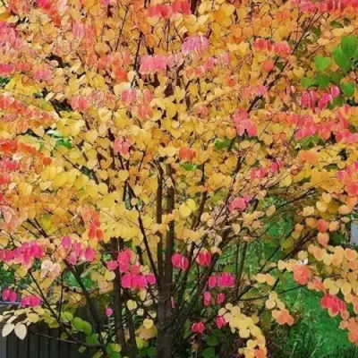 БАГРЯННИК японский в Солигорске