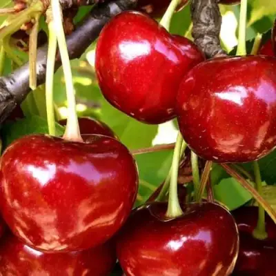 Черешня МИНЧАНКА в Солигорске