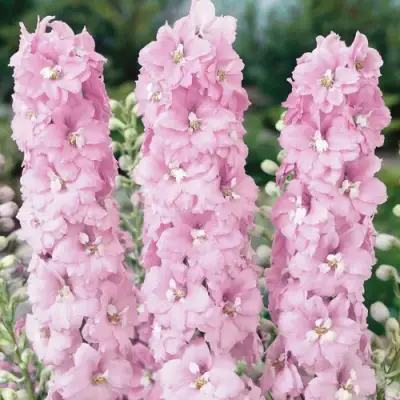 Дельфиниум ПЕТТИКОУТ гибридный в Солигорске