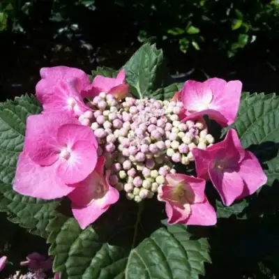 Гортензия БЛАУМАЙС (БЛАУМАЙЗЕ) крупнолистная в Солигорске