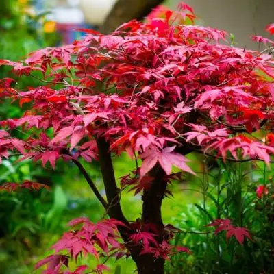 Клен дланевидный АТРОПУРПУРЕУМ в Солигорске
