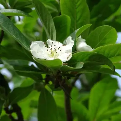 МУШМУЛА  в Солигорске