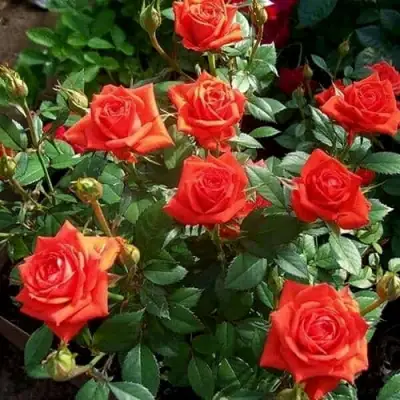 Роза ОРАНЖ ДЖЕВЕЛ миниатюрная в Солигорске