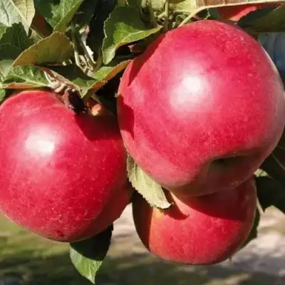 Яблоня РУБИН в Солигорске