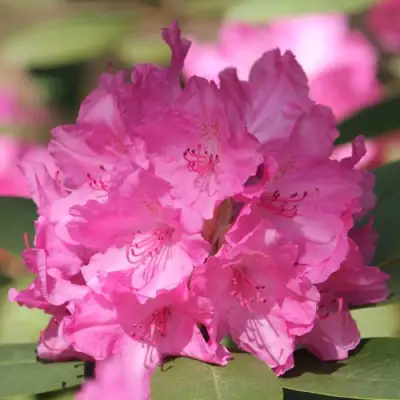 Рододендрон ЛУМИНА в Солигорске