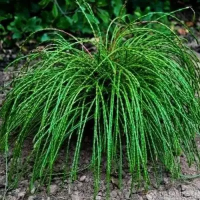 Туя ВИПКОРД складчатая в Солигорске