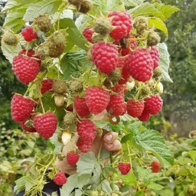 Малина ТАДМОР в Солигорске