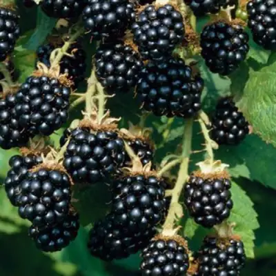 Ежевика БЛЭК САТИН бесшипная  в Солигорске