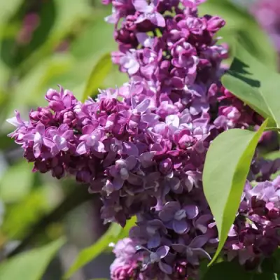 Сирень ИЗОБИЛИЕ в Солигорске