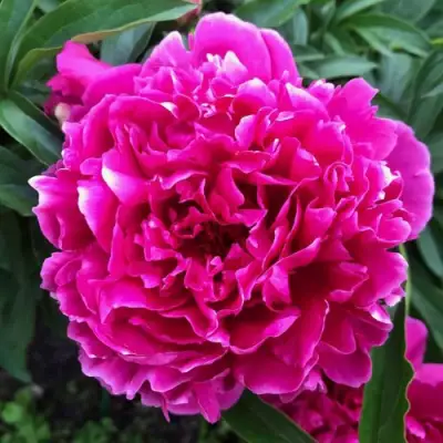 Пион КАРЛ РОЗЕНФЕЛЬД травянистый в Солигорске