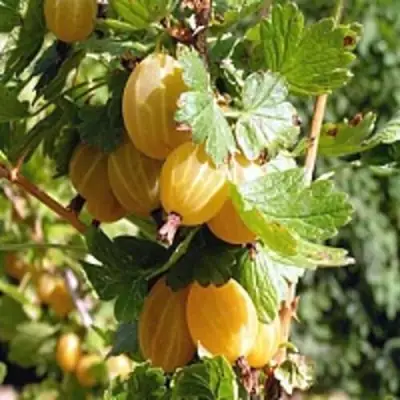 Крыжовник КУРШУ ДЗИНТАРС  в Солигорске