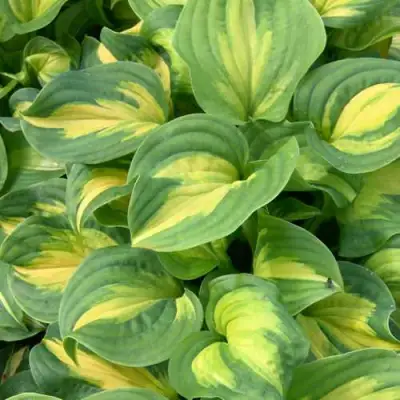 Хоста ЭМЕРАЛЬД ЧАРДЖЕР гибридная в Солигорске