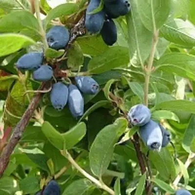 Жимолость съедобная НАРЫМСКАЯ в Солигорске