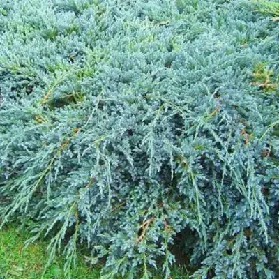 Можжевельник БЛЮ КАРПЕТ чешуйчатый в Солигорске