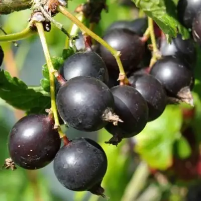 ЙОШТА в Солигорске