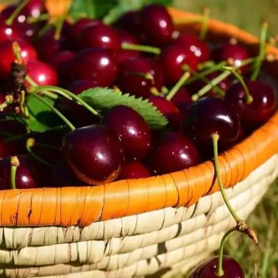 Вишня НЕСВИЖСКАЯ в Солигорске