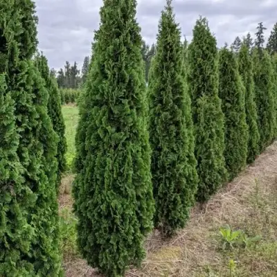 Туя ДЕГРУТ СПАЙР западная в Солигорске