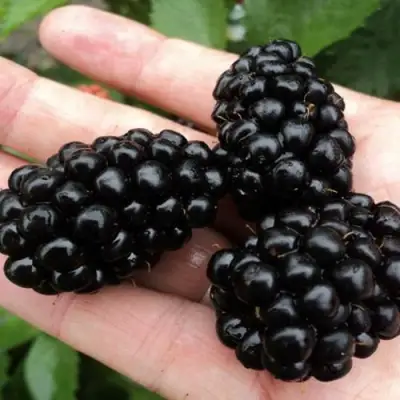 Ежевика ПОЛАР бесшипная  в Солигорске