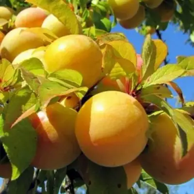 Слива МЕДОВАЯ ЖЁЛТАЯ в Солигорске