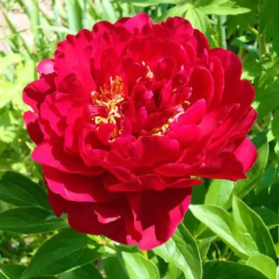 Пион ХРАБРЫЙ ВОИН травянистый в Солигорске