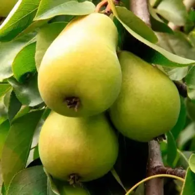 Груша НЕЖНОСТЬ колонновидная	 в Солигорске