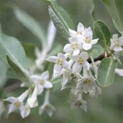 ЛОХ СЕРЕБРИСТЫЙ в Солигорске