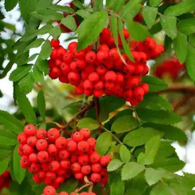 Рябина ОБЫКНОВЕННАЯ в Солигорске