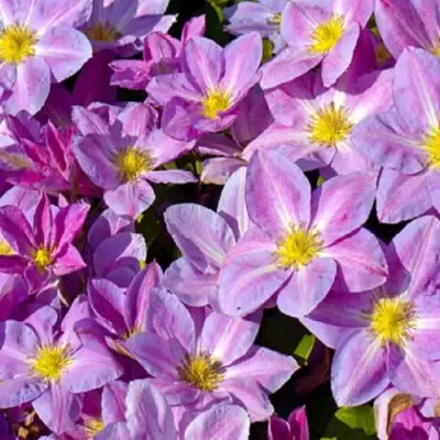 Клематис ЧЕЙНДЖ ОФ ХАРТ в Солигорске