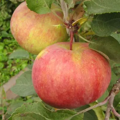 Яблоня ПЕРВОУРАЛЬСКОЕ в Солигорске