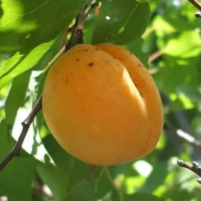 Абрикос ОРЛОВЧАНИН  в Солигорске