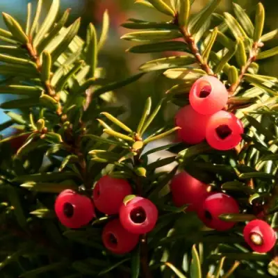 Тис ЭЛЕГАНТИССИМА ягодный в Солигорске