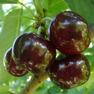 саженцы черешни Свитхарт