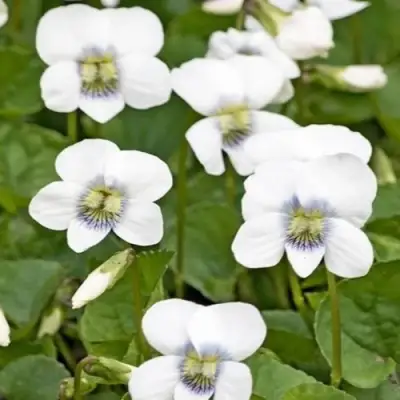 Фиалка АЛЬБИФЛОРА сестринская в Солигорске