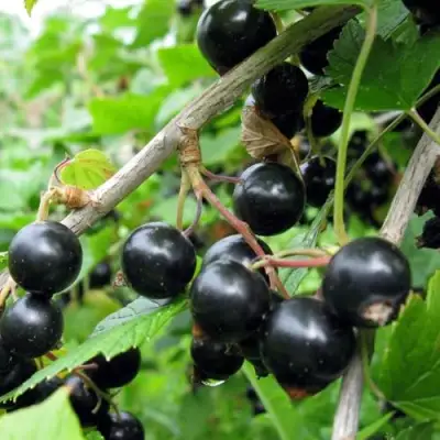 Смородина чёрная ЧЁРНЫЙ АИСТ в Солигорске