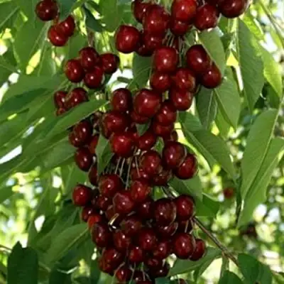 Черешня ХЕЛЕНА колоновидная в Солигорске