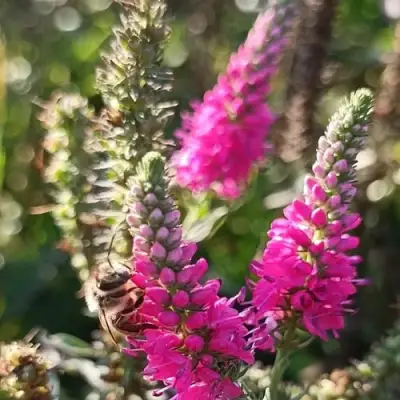 Вероника РОЗЕА колосковая в Солигорске