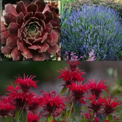 Комплект ФИОЛЕТОВОЕ ВДОХНОВЕНИЕ в Солигорске