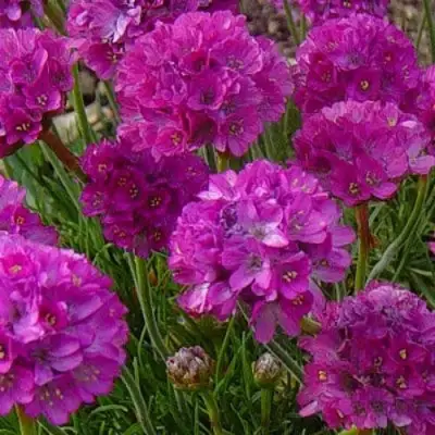 Армерия МОНИНГ СТАР ДИП РОУЗ в Солигорске