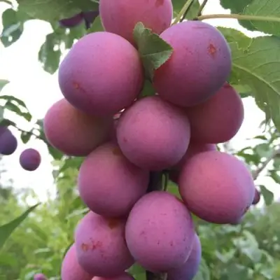 Слива ИМПЕРИАЛ колонновидная в Солигорске