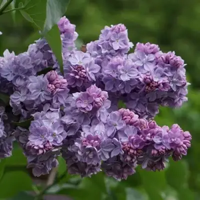 Сирень КАТЕРИНА ХАВЕМЕЙЕР в Солигорске