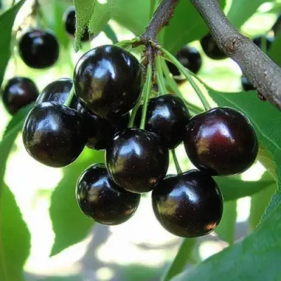 Вишня РОССОШАНСКАЯ ЧЕРНАЯ в Солигорске