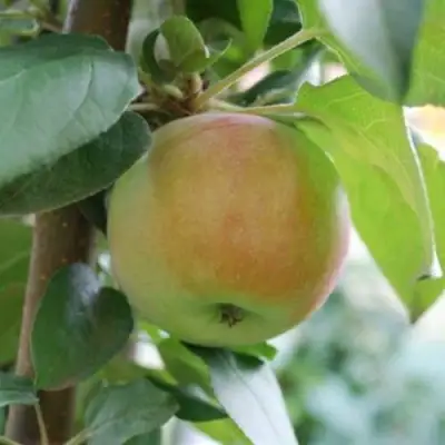 Яблоня ПОДСНЕЖНИК стелющаяся в Солигорске