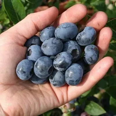 Голубика ПАТРИОТ в Солигорске