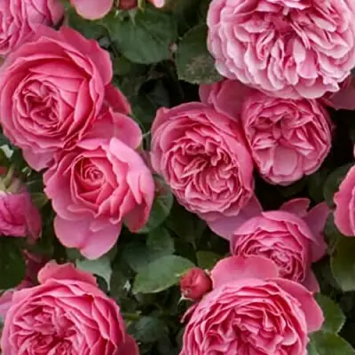 Роза ЛЕОНАРДО ДА ВИНЧИ флорибунда в Солигорске