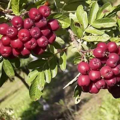 Рябина БУРКА сладкоплодная в Солигорске