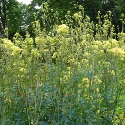 Василистник ГЛАУКУМ желтый в Солигорске