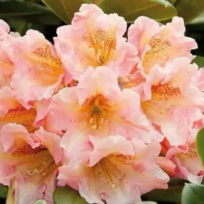 Рододендрон ФЛАУТАНДО в Солигорске