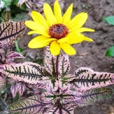 Гелиопсис САММЕР ПИНК в Солигорске